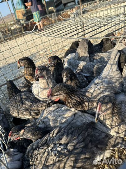 Куры несушки доминант