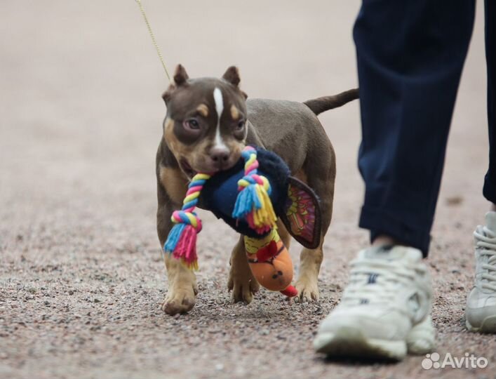 Барби щенок Булли