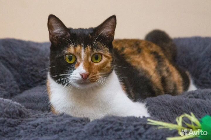 Ищет дом красавица Ширли