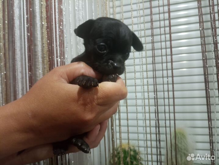 Щенок Той-терьера