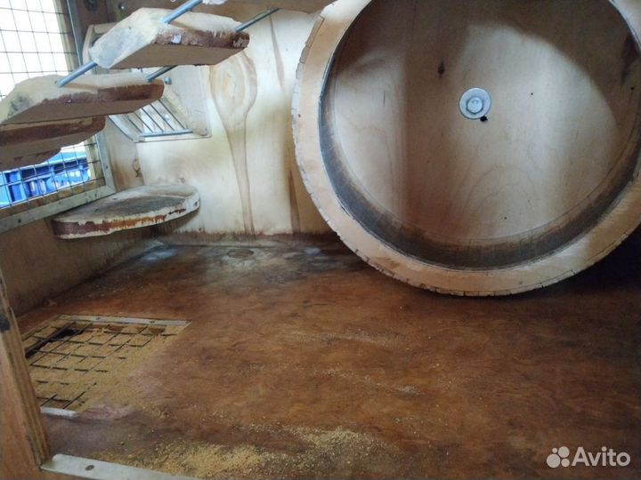 Дегу с клеткой