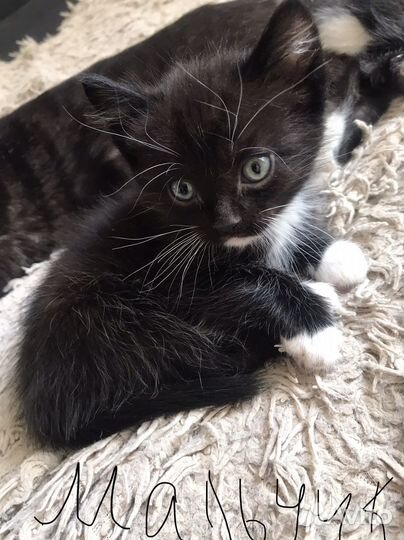 Кошки в добрые руки бесплатно