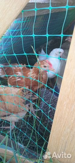 Петухи молодые и годовалые