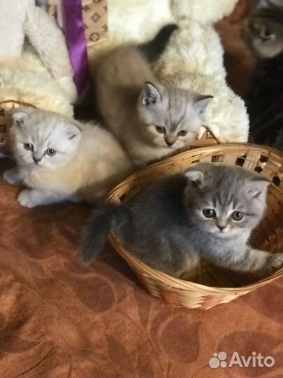 Шотландские вислоухие котята