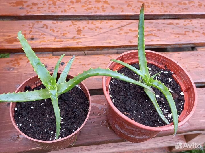 Толстянка,монстера,алоэ,фикус и др.комнатные цветы