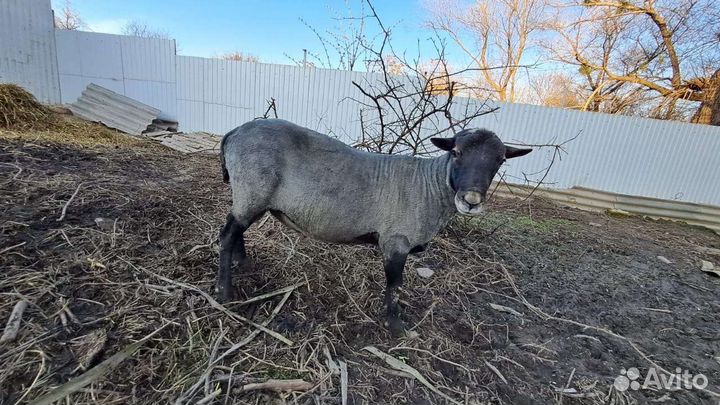 Романовский баран