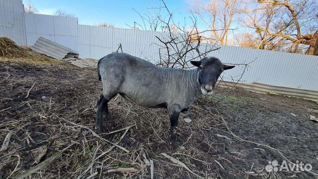 Романовский баран