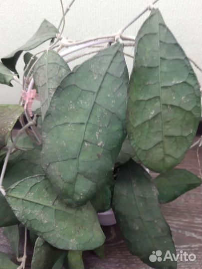 Хойи на срез