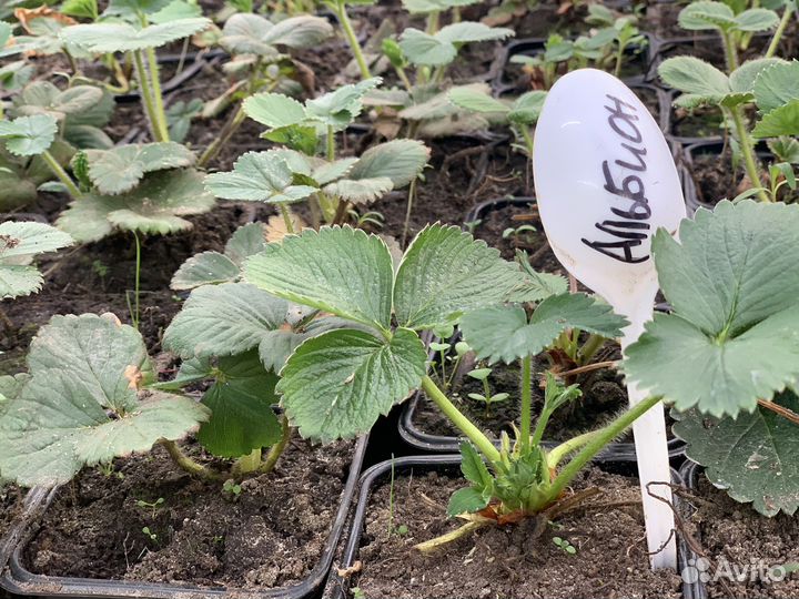 Рассада клубники Альбион
