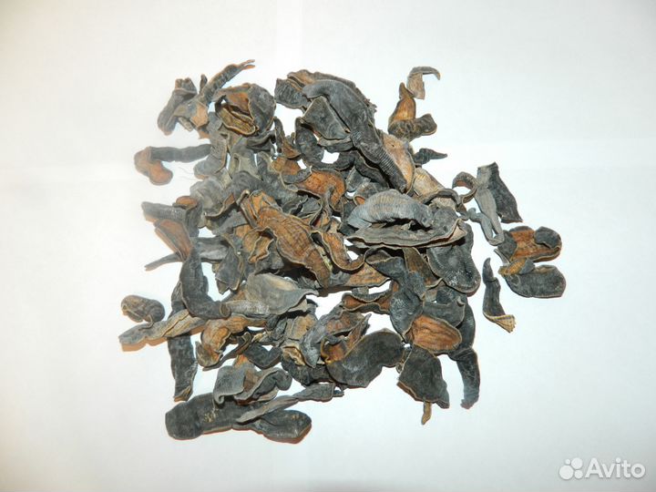 Пиявка сушёная