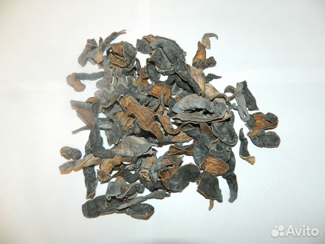 Пиявка сушёная