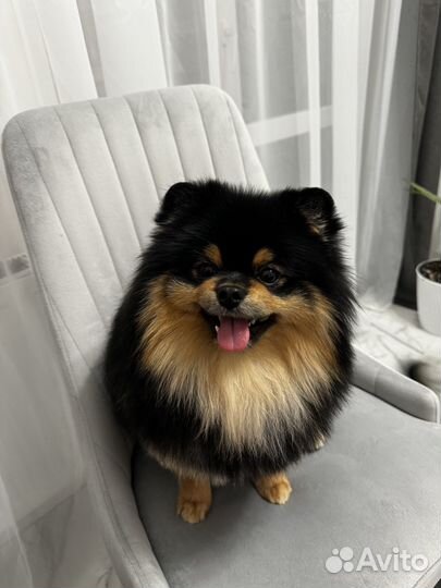 Вязка-Померанский шпиц