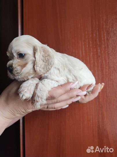 Кокер спаниель американский