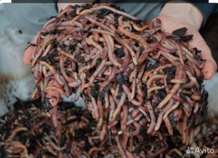 Черви дендробена и калифорнийские