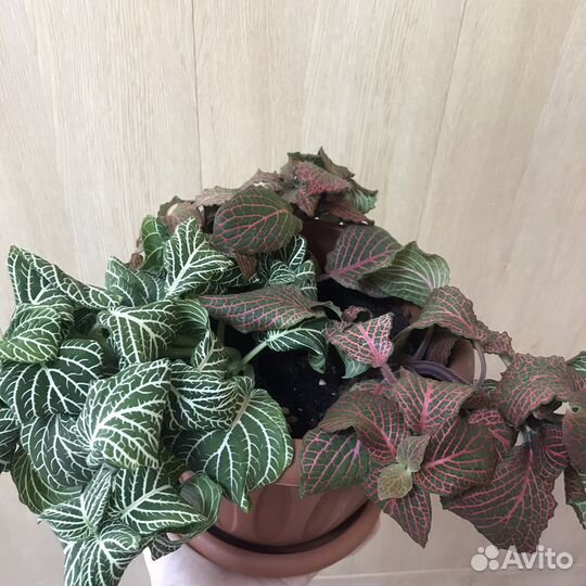 Фиттония в большом кашпо