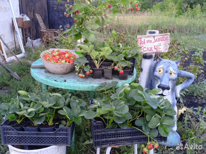 Продажа саженцы