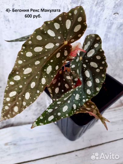 Бегонии. Комнатные цветы