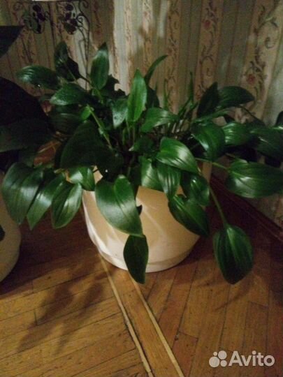 Дримиопсис в подарок вазон с автополив Испания