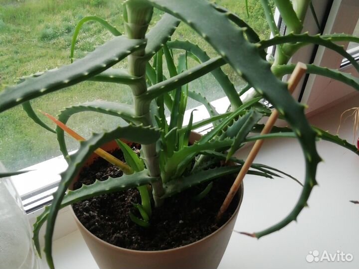 Комнатные цветы алоэ