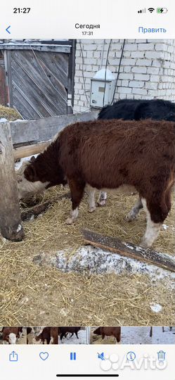 Телки и только телки