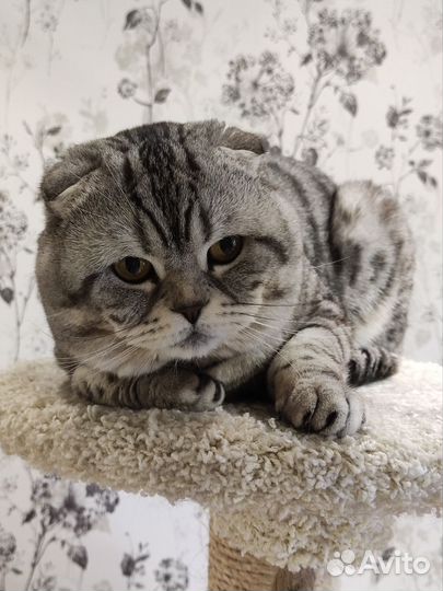 Шотландский котик. Вязка