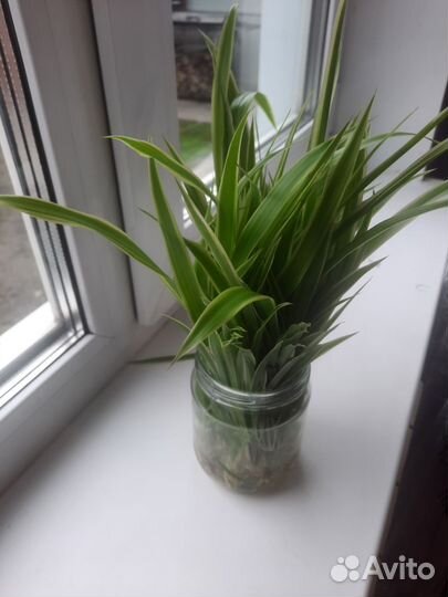 Хлорофитум кудрявый