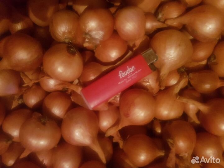 Лук семейный