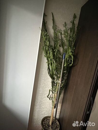 Молочай треугольный