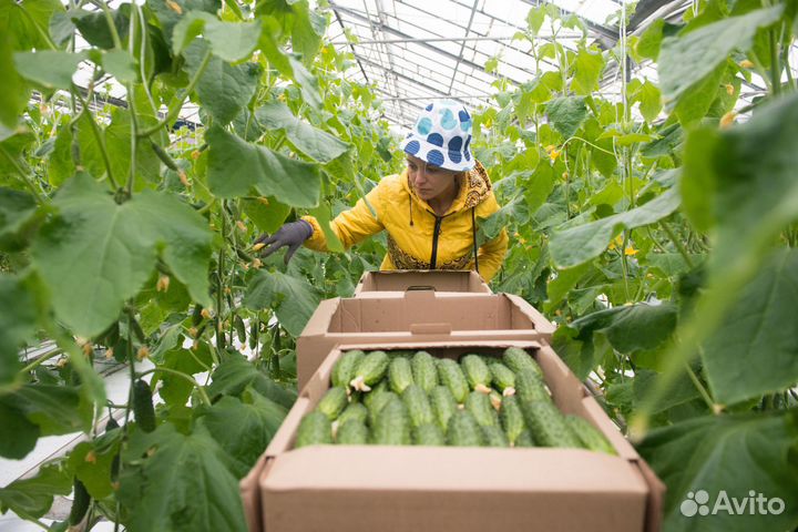 Рабочие в теплицы