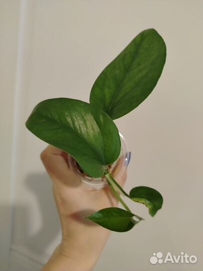 Сциндапсус эпипремнум