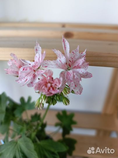 Пеларгония Ричард хадсон