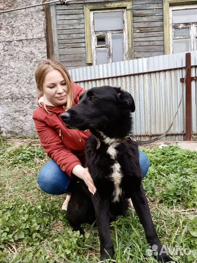 Собака Мальчик ищет дом