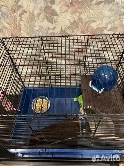 Отдам крысу с клеткой