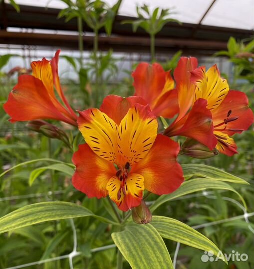 Корни Альстромерии