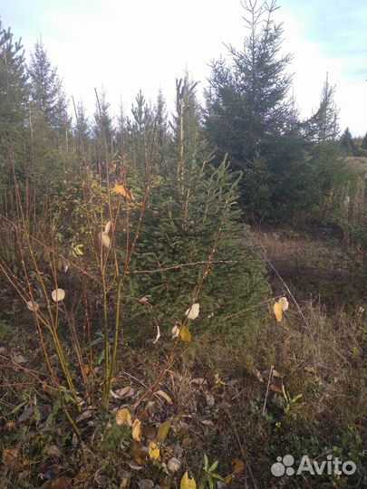 Новогодние ели