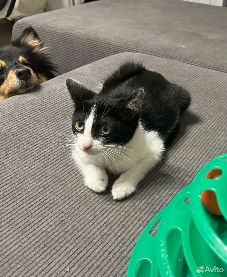 Котёнок в добрые руки, Тюмень