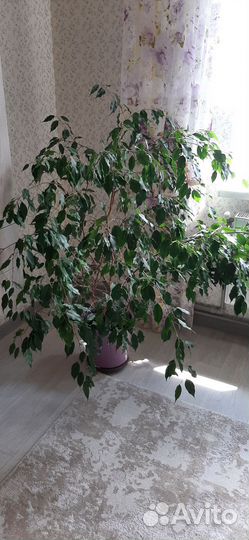 Фикус Экзотика