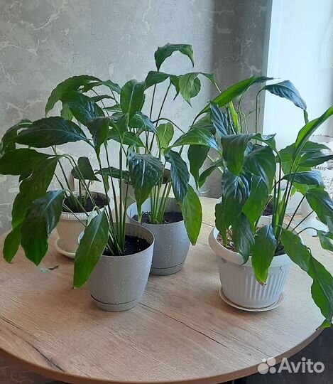 Комнатные растения цветы