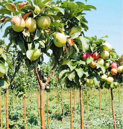 Яблоня колоновидная 