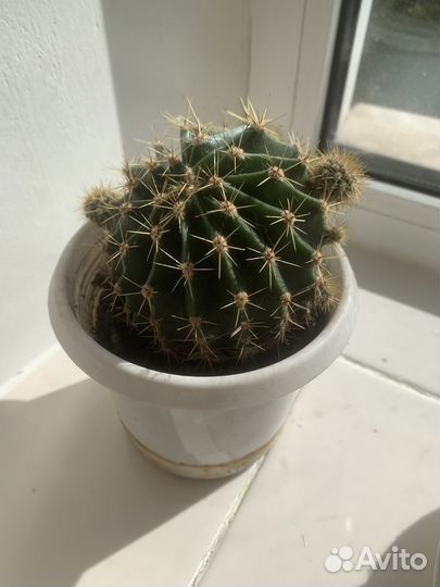 Кактусы и суккуленты