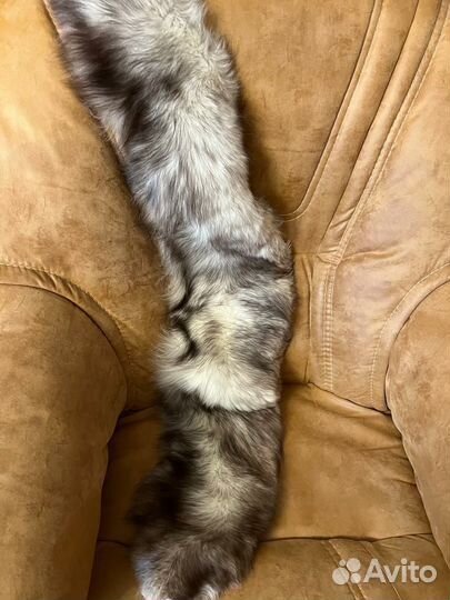 Меховой воротник песец