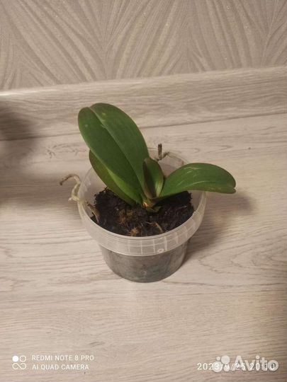 Орхидея- обмен на смесь