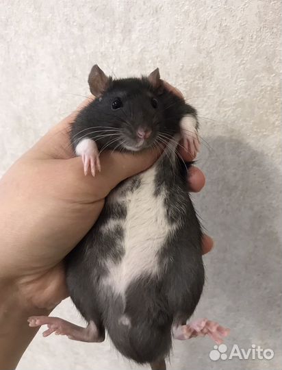 Крыса Шикарная пятнистость Крысята 2 месяца