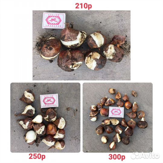 Луковицы тюльпанов