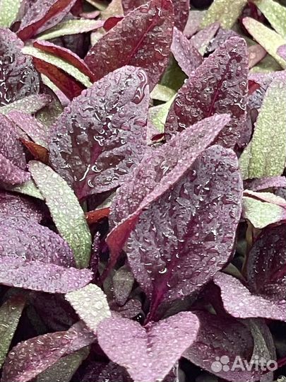 Зелень Микрозелень