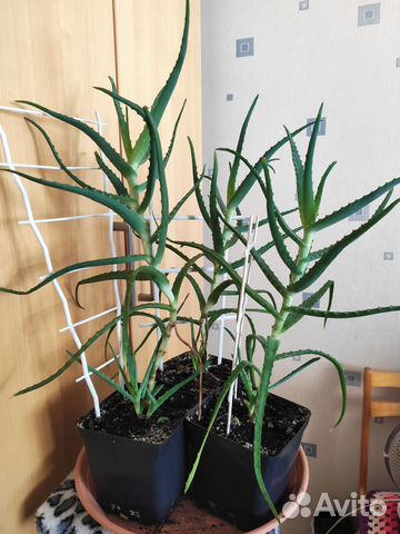 Комнатные цветы алоэ