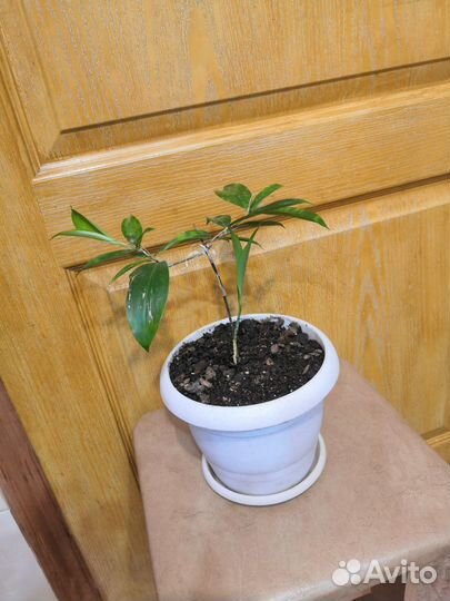 Драцена суркулоза