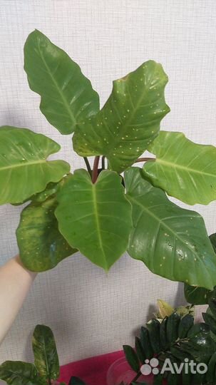 Спатифиллум Сенсация. Замиокулькасы. Фикусы и др