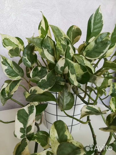 Сциндапсус н джой (эпипремнум N' Joy)