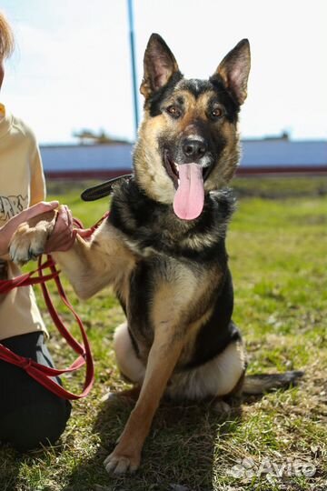 Собаки из приюта некрасовка